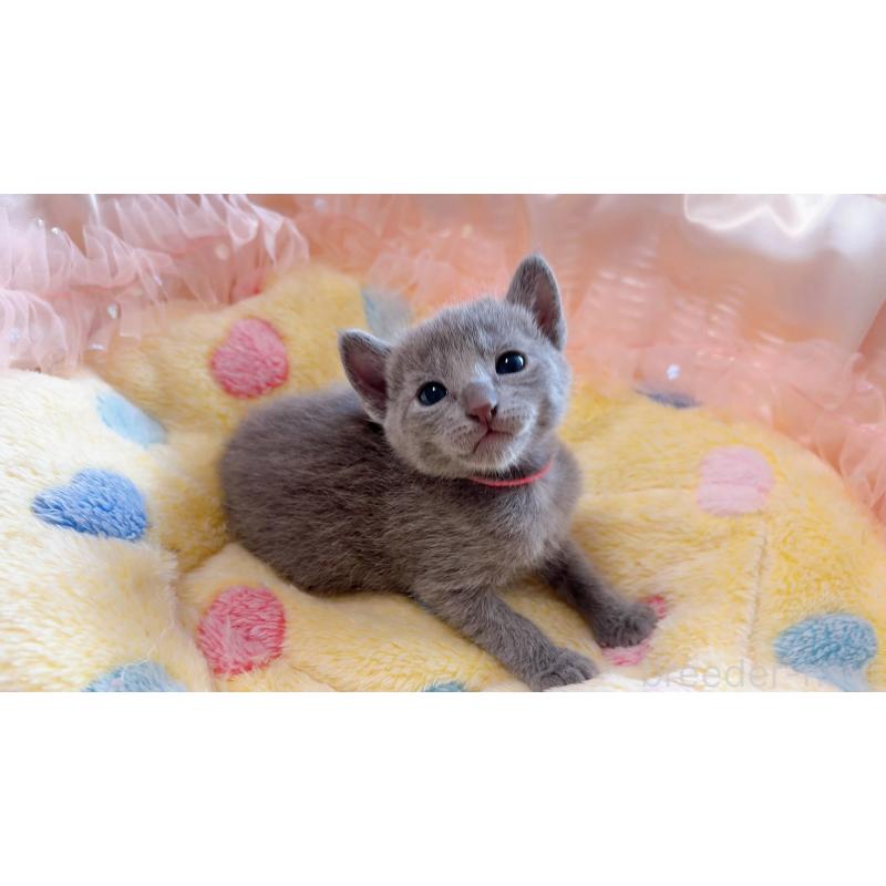 成約済の群馬県のロシアンブルー-128288の4枚目