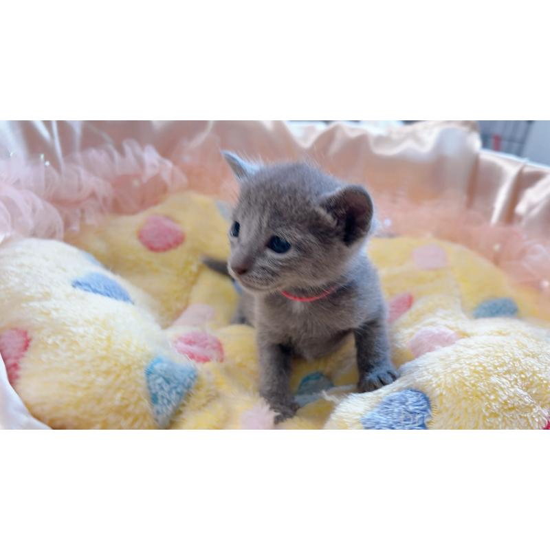 成約済の群馬県のロシアンブルー-128288の3枚目