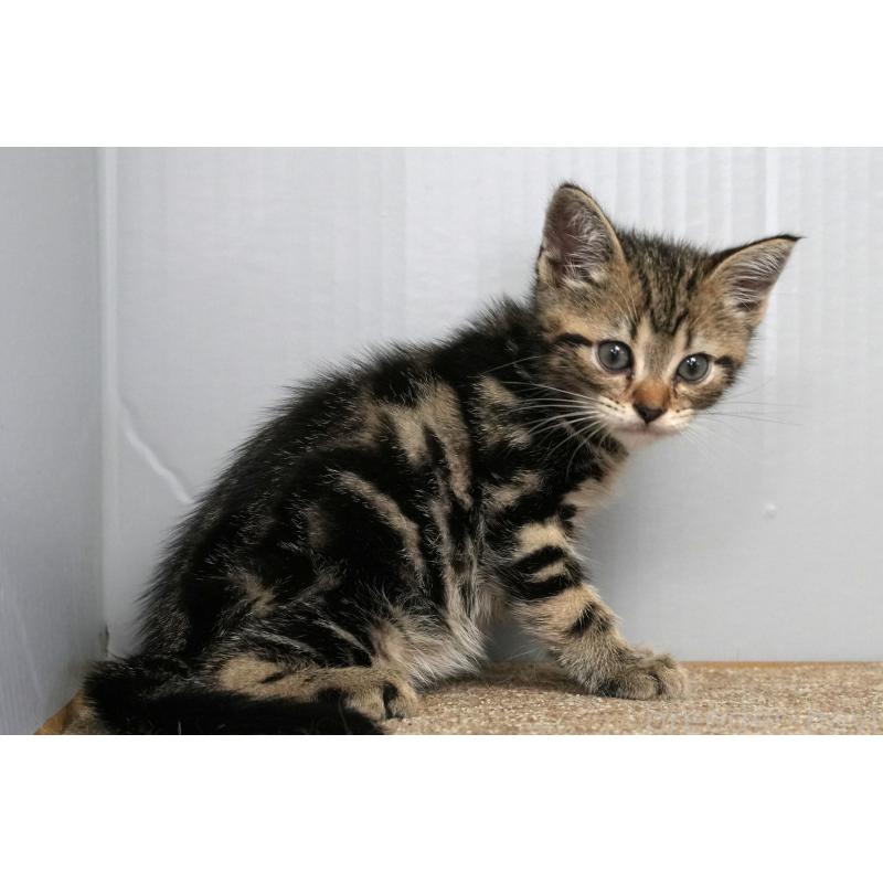 成約済の埼玉県のアメリカンショートヘア-128461の6枚目