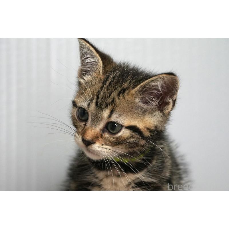 成約済の埼玉県のアメリカンショートヘア-128461の5枚目