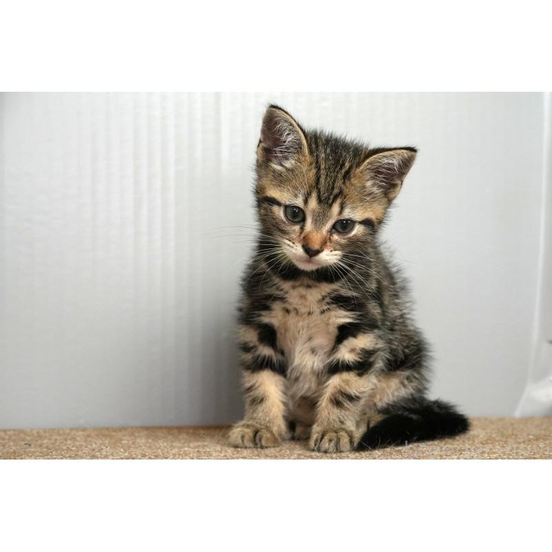 成約済の埼玉県のアメリカンショートヘア-128461の4枚目