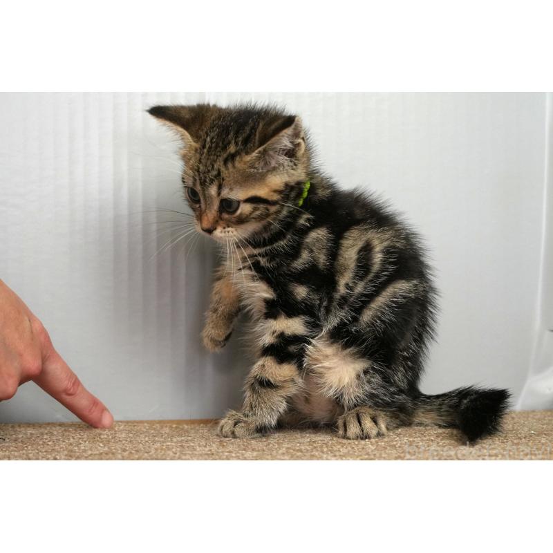 成約済の埼玉県のアメリカンショートヘア-128461の3枚目