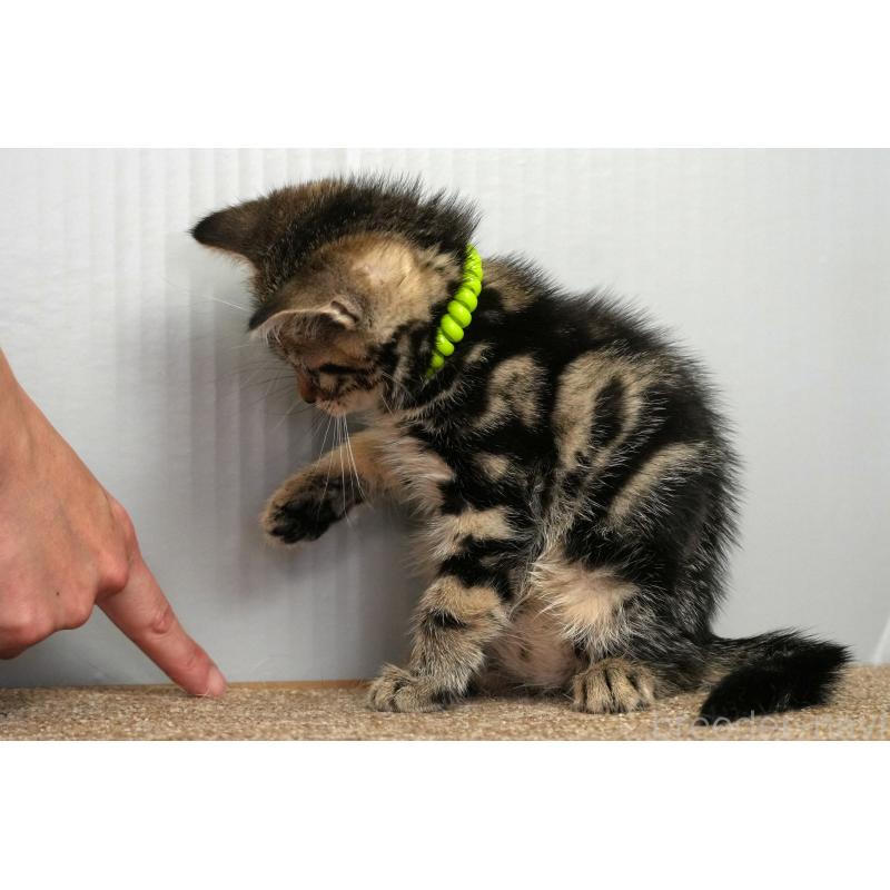 成約済の埼玉県のアメリカンショートヘア-128461の2枚目