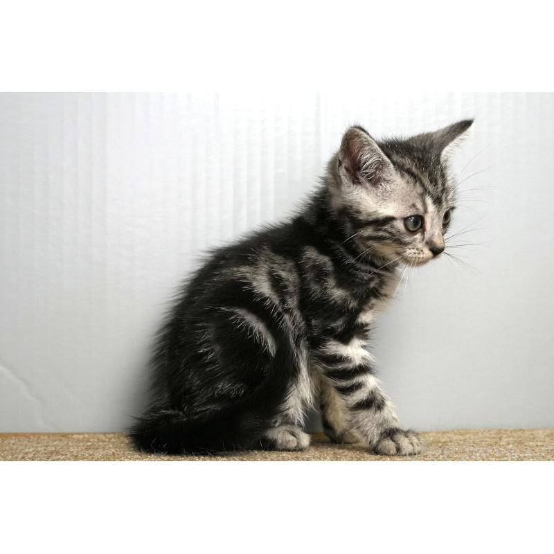 成約済の埼玉県のアメリカンショートヘア-128463の12枚目