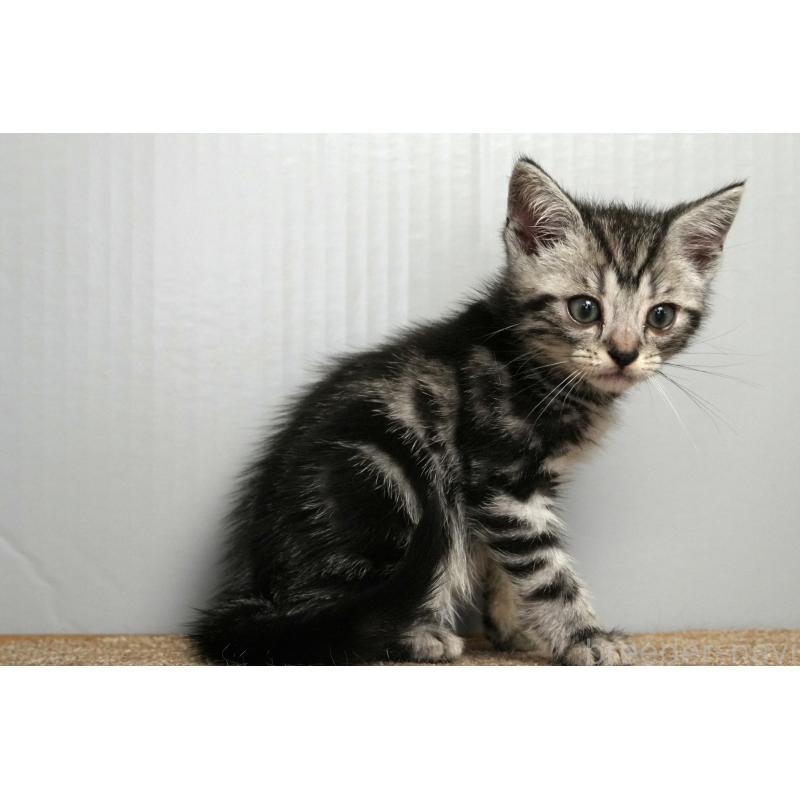 成約済の埼玉県のアメリカンショートヘア-128463の11枚目