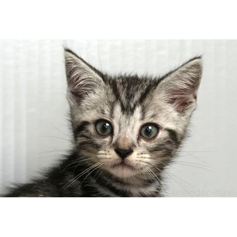 成約済の埼玉県のアメリカンショートヘア-128463の10枚目