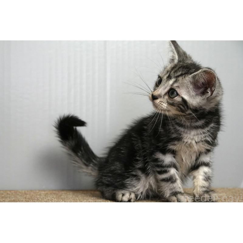 成約済の埼玉県のアメリカンショートヘア-128463の9枚目