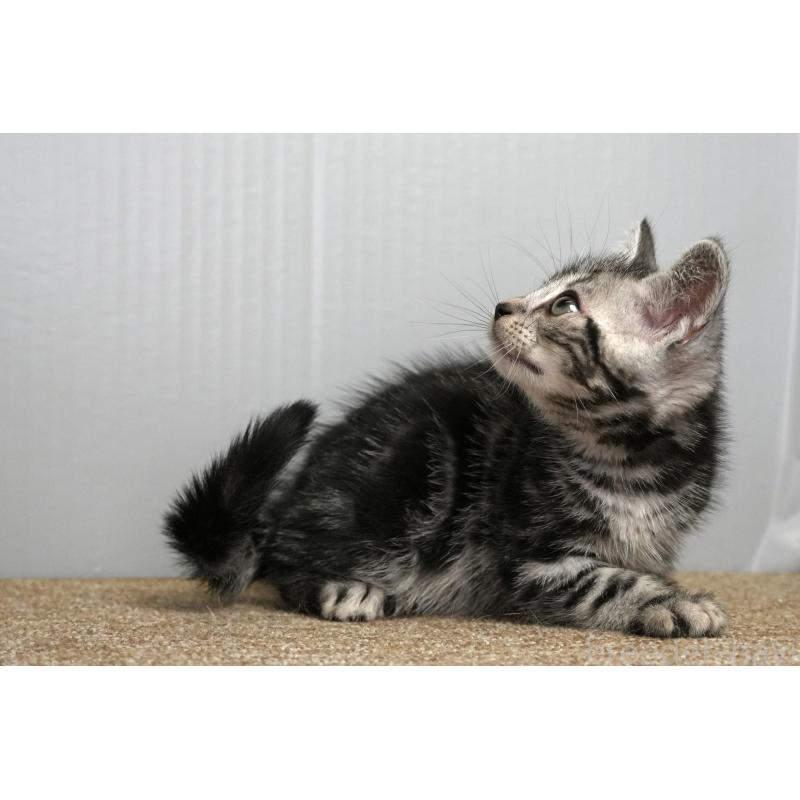 成約済の埼玉県のアメリカンショートヘア-128463の8枚目