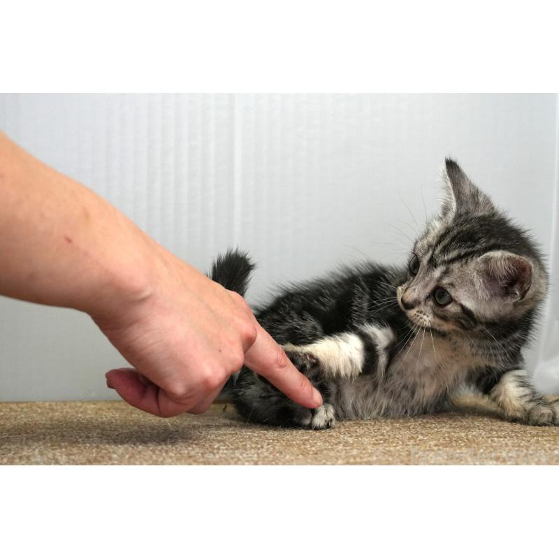 成約済の埼玉県のアメリカンショートヘア-128463の7枚目