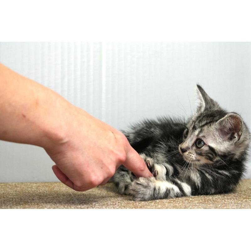 成約済の埼玉県のアメリカンショートヘア-128463の6枚目