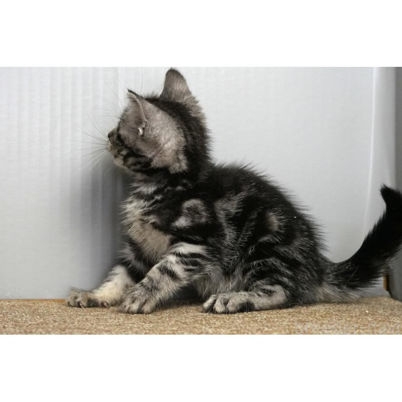 成約済の埼玉県のアメリカンショートヘア-128463の5枚目