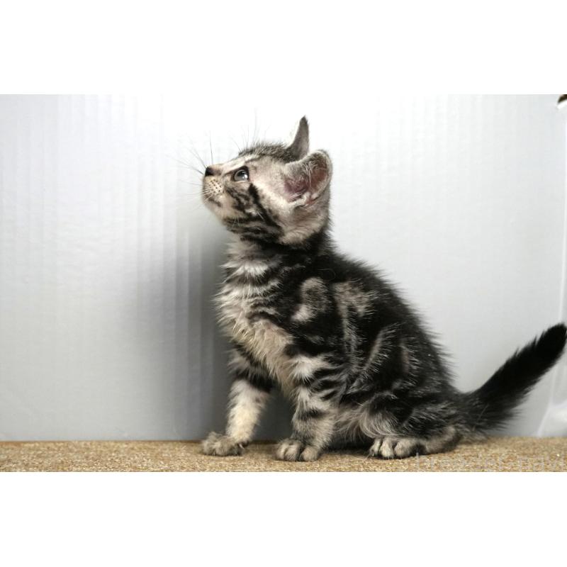 成約済の埼玉県のアメリカンショートヘア-128463の4枚目