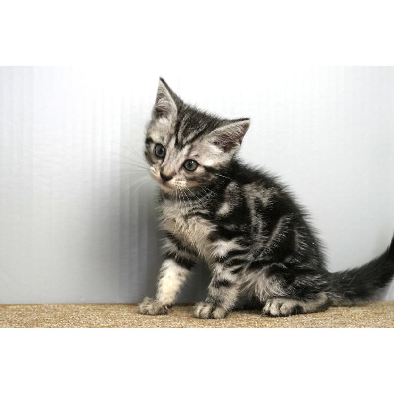 成約済の埼玉県のアメリカンショートヘア-128463の3枚目