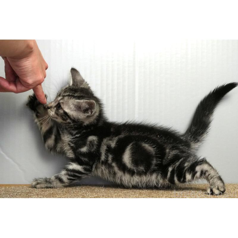 成約済の埼玉県のアメリカンショートヘア-128463の2枚目