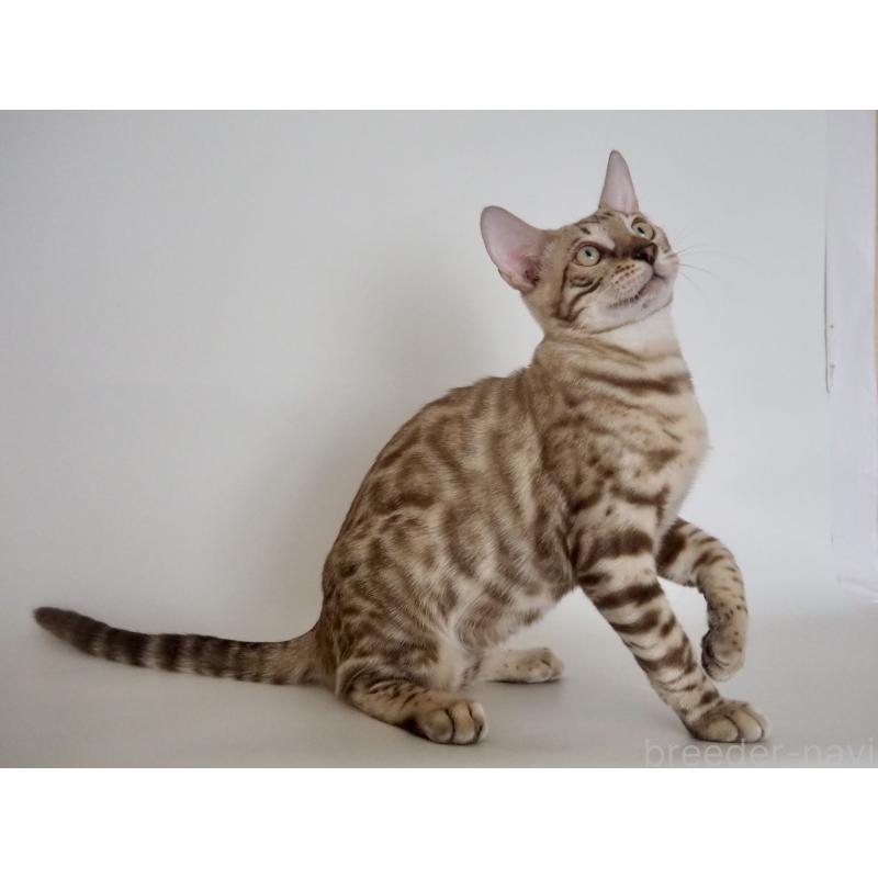 販売中の神奈川県のベンガル-123021の12枚目