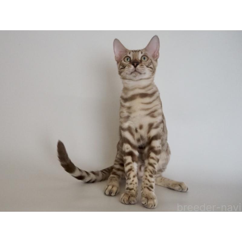 販売中の神奈川県のベンガル-123021の10枚目