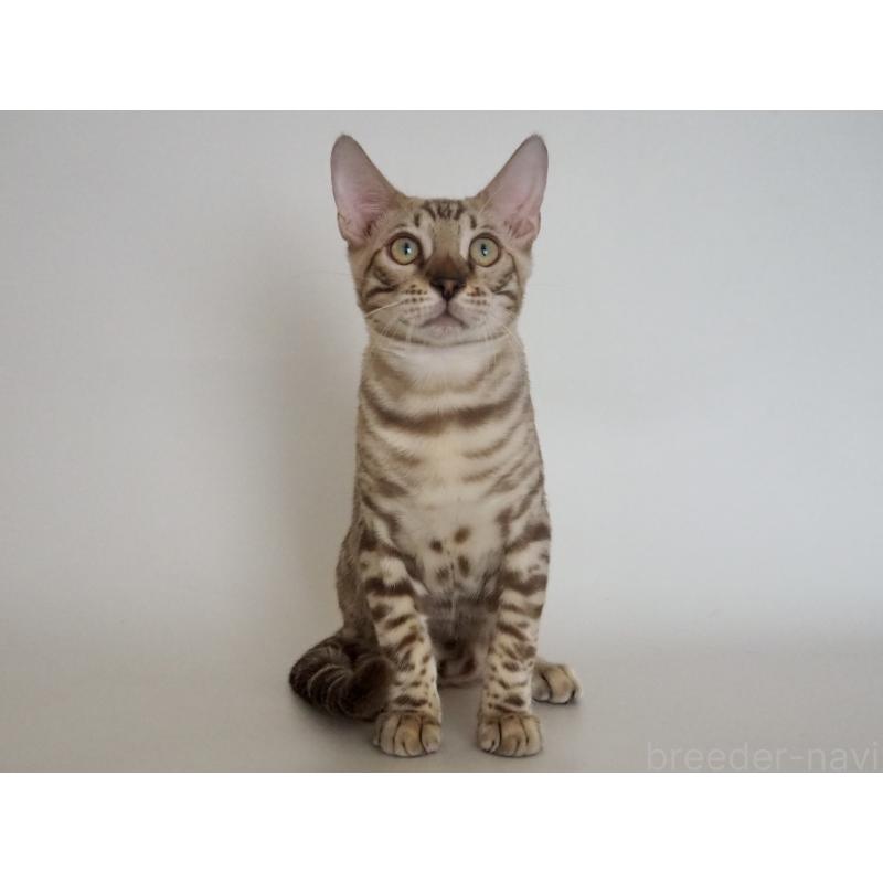 販売中の神奈川県のベンガル-123021の9枚目