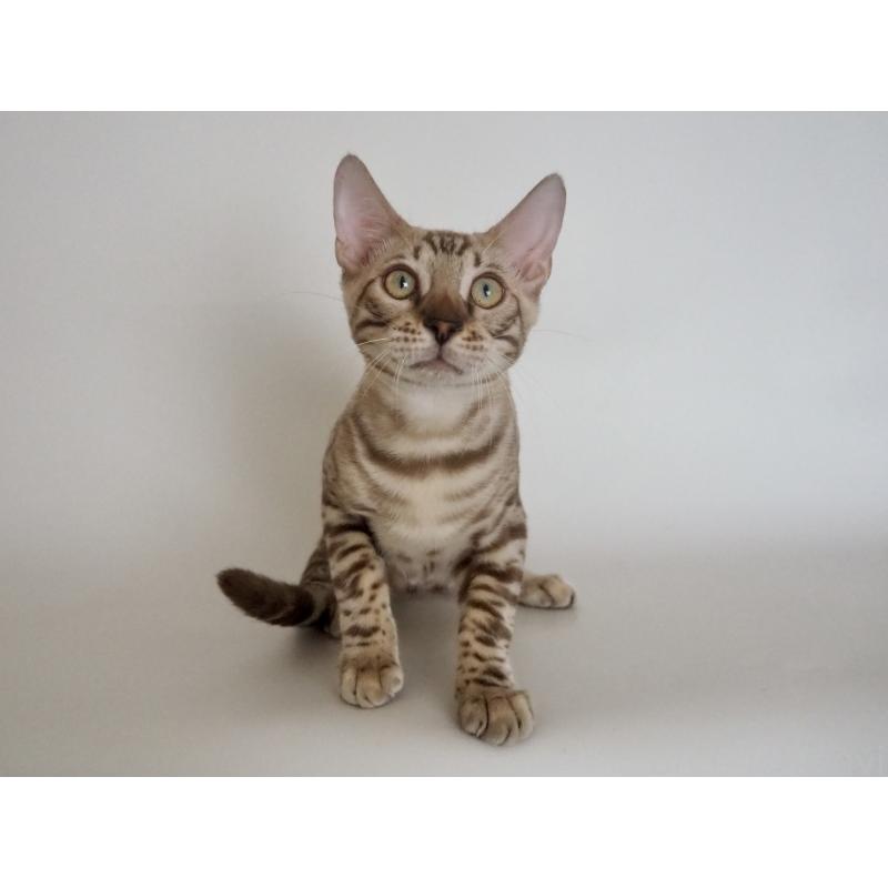 販売中の神奈川県のベンガル-123021の8枚目