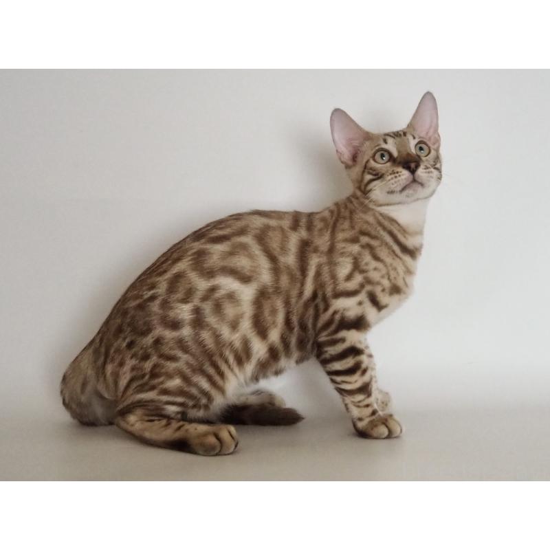 販売中の神奈川県のベンガル-123021の7枚目