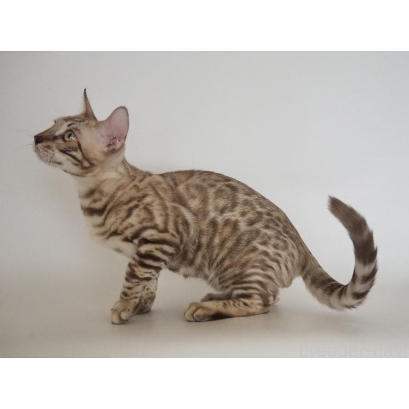 販売中の神奈川県のベンガル-123021の6枚目