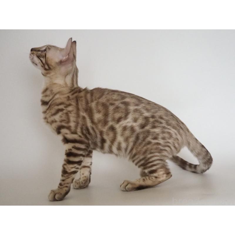 販売中の神奈川県のベンガル-123021の5枚目