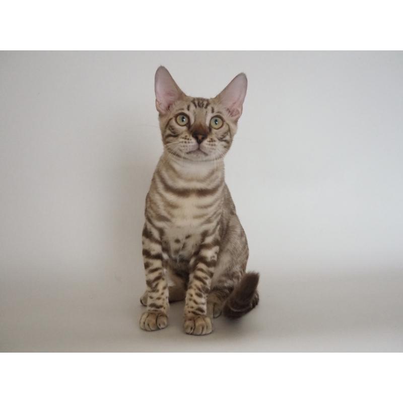 販売中の神奈川県のベンガル-123021の4枚目