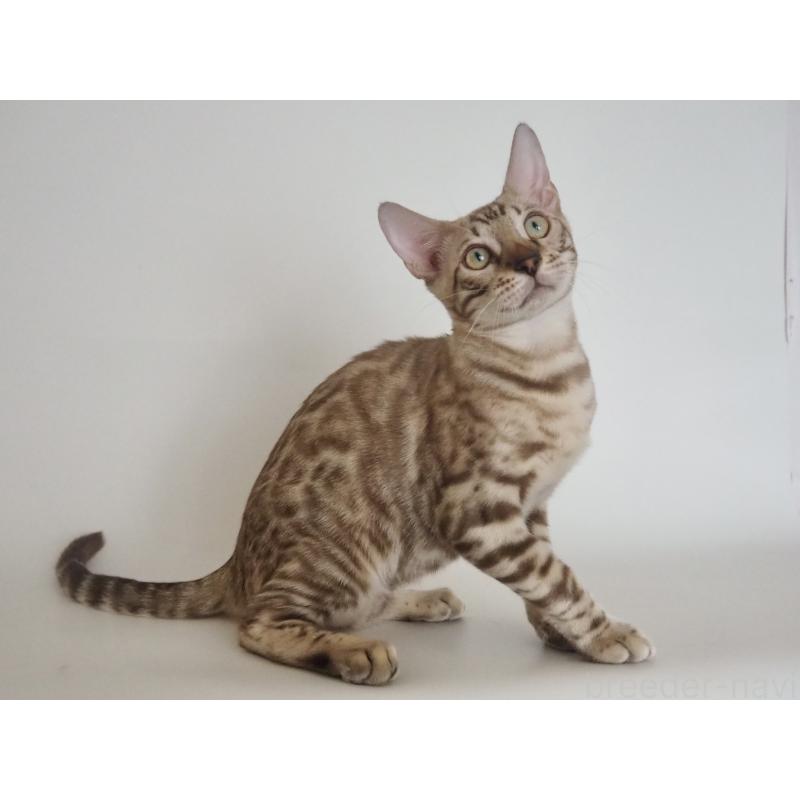 販売中の神奈川県のベンガル-123021の3枚目