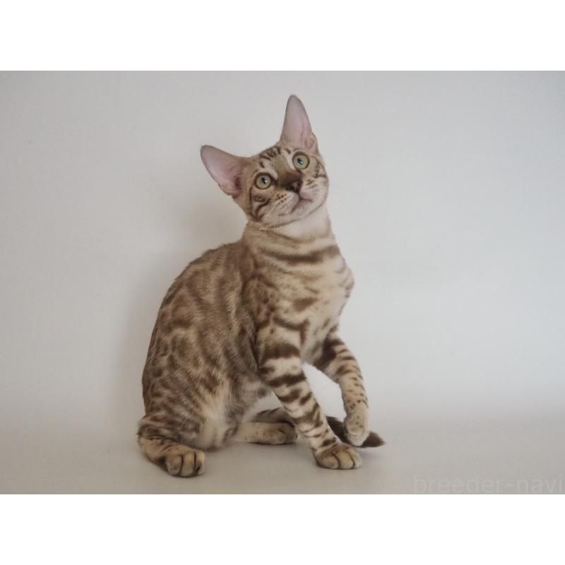 販売中の神奈川県のベンガル-123021の2枚目