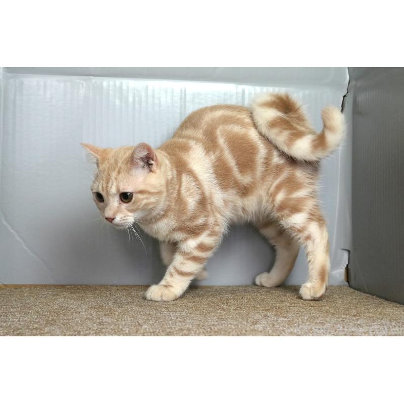 販売中の埼玉県のアメリカンショートヘア-116398の5枚目