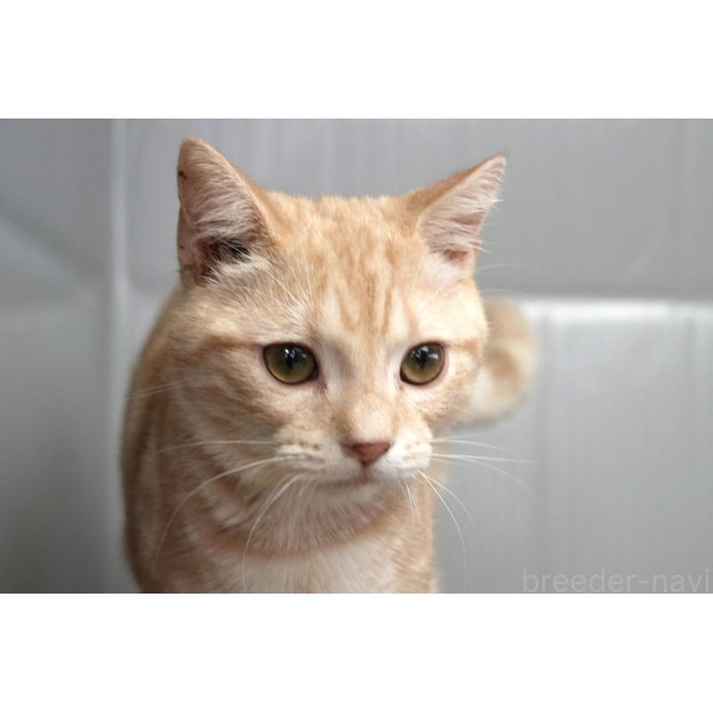 販売中の埼玉県のアメリカンショートヘア-116398の4枚目