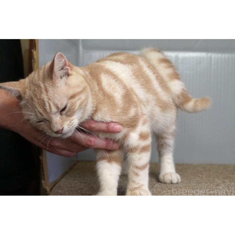 販売中の埼玉県のアメリカンショートヘア-116398の3枚目