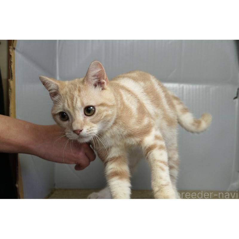 販売中の埼玉県のアメリカンショートヘア-116398の2枚目