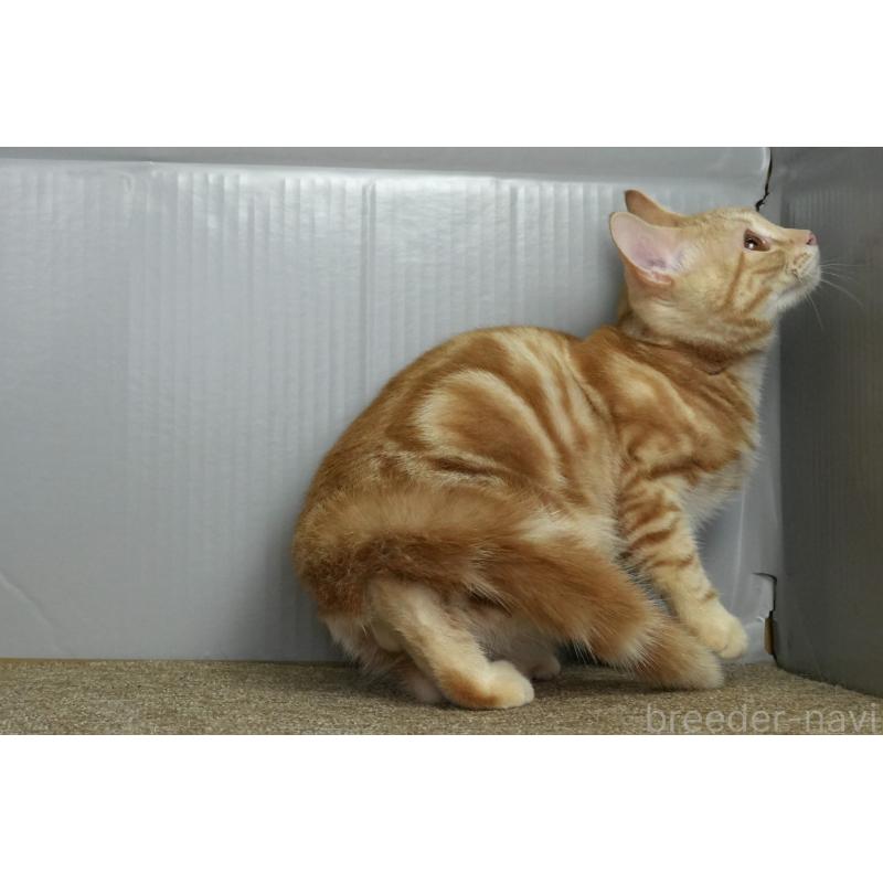 販売中の埼玉県のアメリカンショートヘア-116370の5枚目