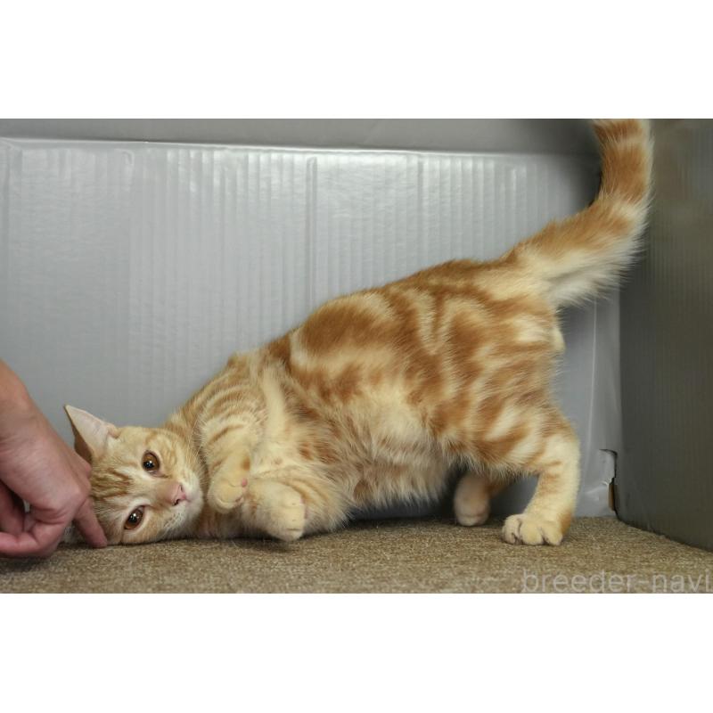 販売中の埼玉県のアメリカンショートヘア-116370の4枚目