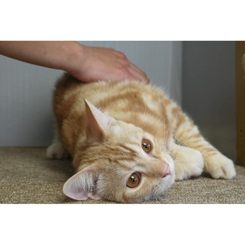 販売中の埼玉県のアメリカンショートヘア-116370の3枚目