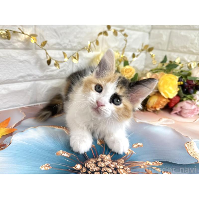 販売中の埼玉県のサイベリアン-126841の6枚目