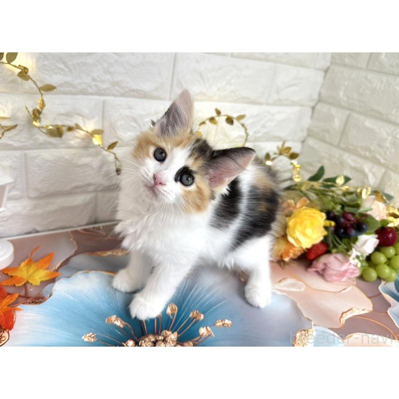 販売中の埼玉県のサイベリアン-126841の5枚目