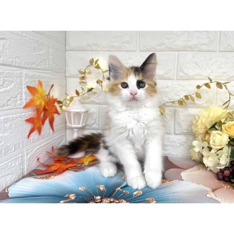 販売中の埼玉県のサイベリアン-126841の4枚目