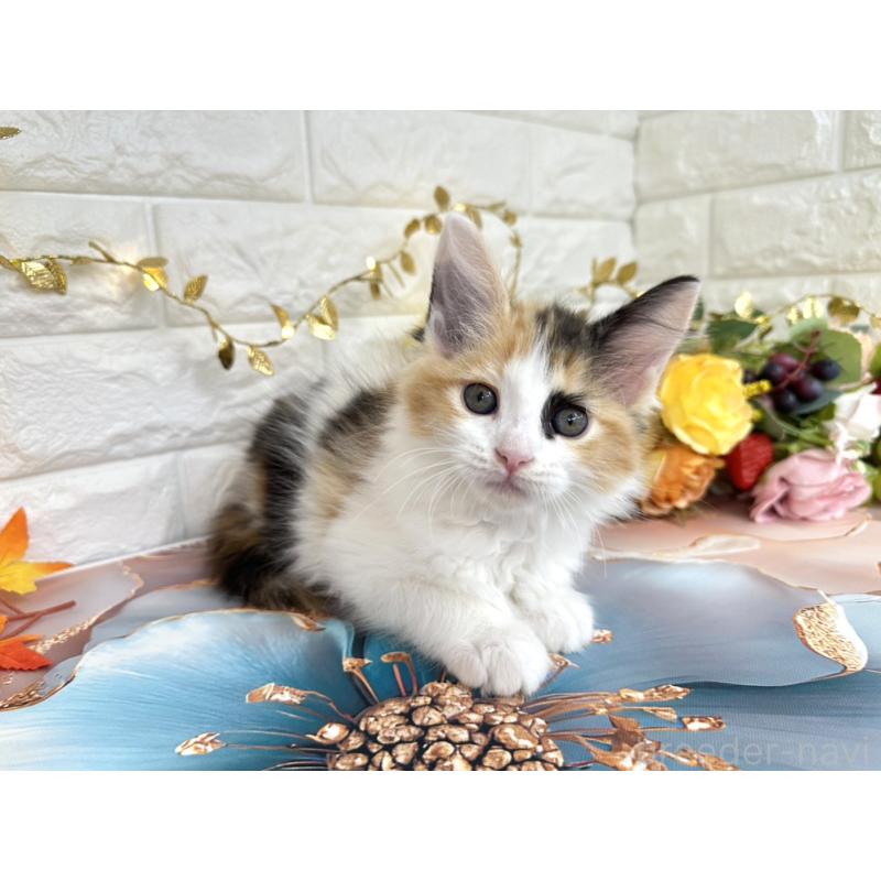 販売中の埼玉県のサイベリアン-126841の3枚目