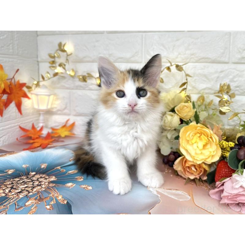 販売中の埼玉県のサイベリアン-126841の2枚目