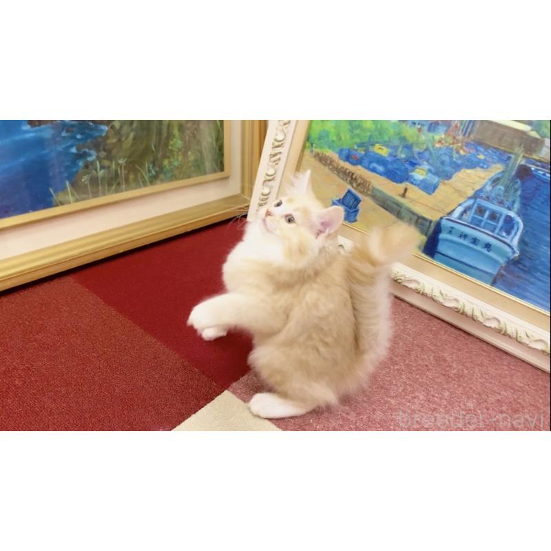 商談中の北海道のマンチカン-121852の5枚目