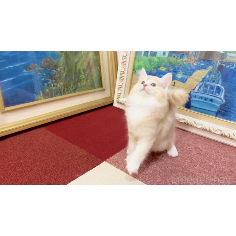 商談中の北海道のマンチカン-121852の3枚目