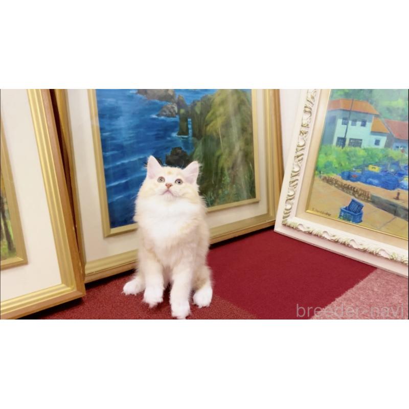 商談中の北海道のマンチカン-121852の2枚目