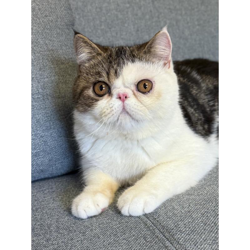 成約済の兵庫県のエキゾチックショートヘア-121404の3枚目