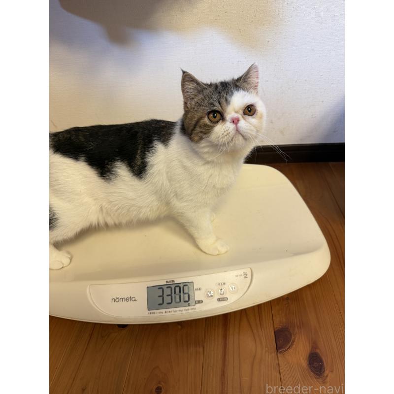 成約済の兵庫県のエキゾチックショートヘア-121404の2枚目