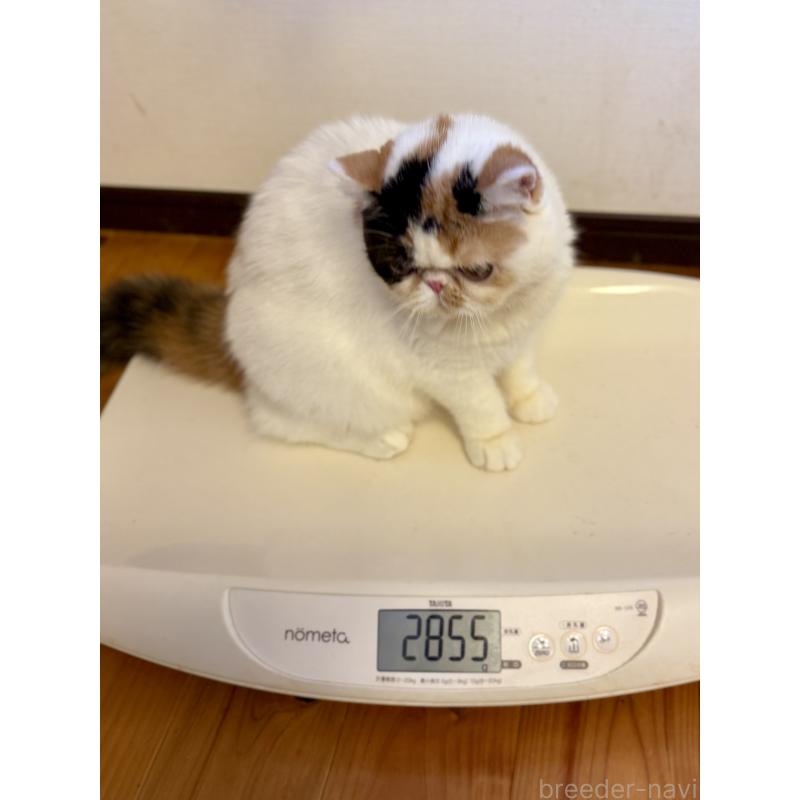 成約済の兵庫県のエキゾチックショートヘア-121536の5枚目