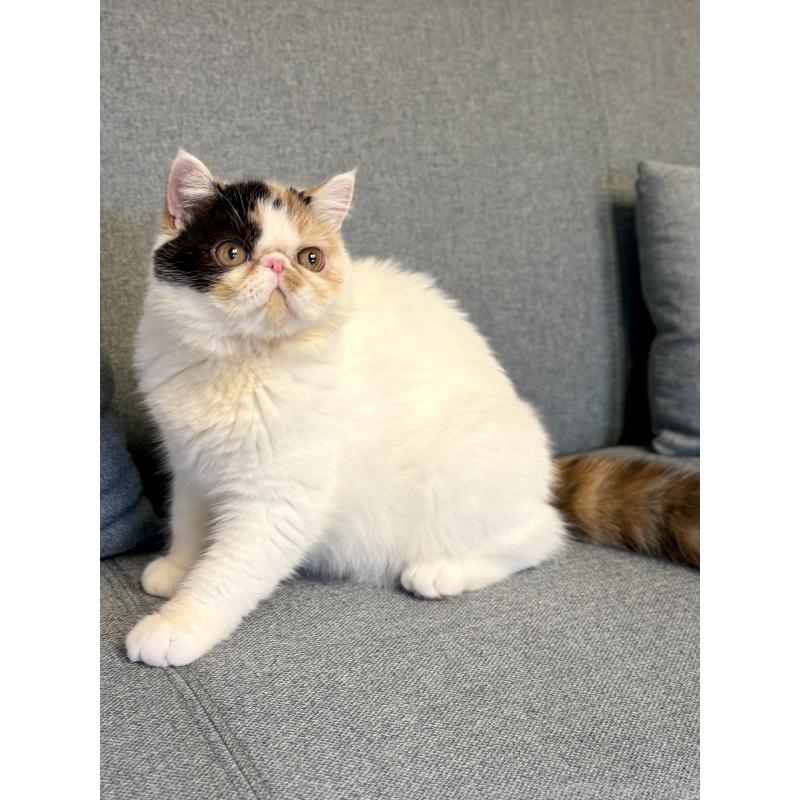 成約済の兵庫県のエキゾチックショートヘア-121536の4枚目