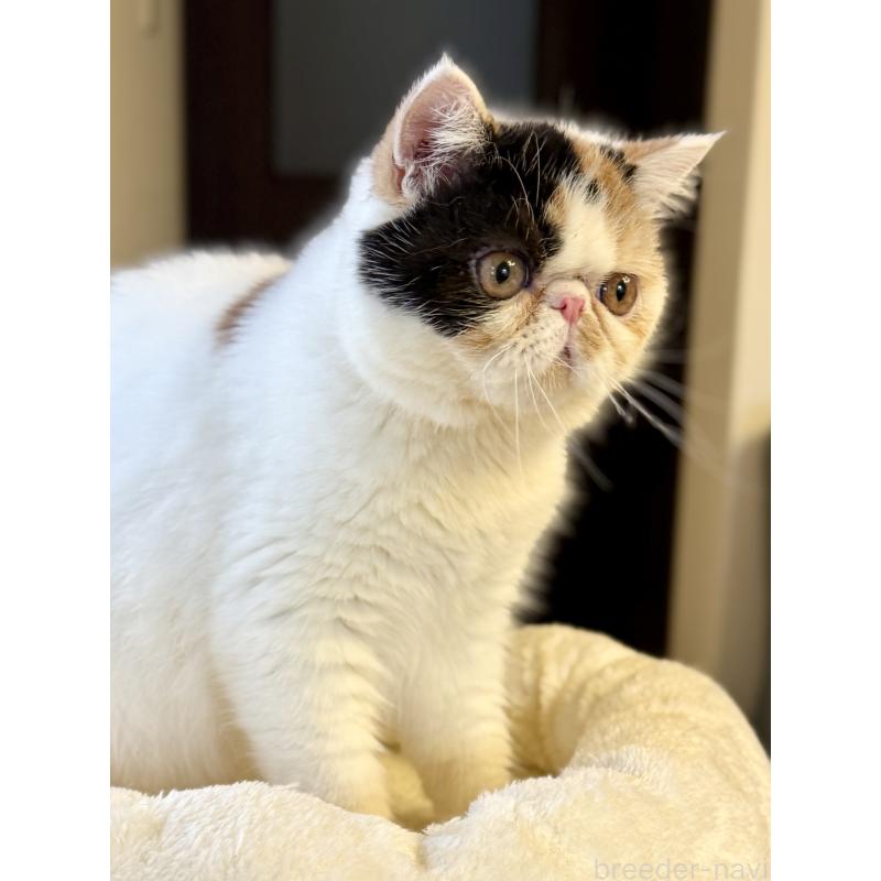 成約済の兵庫県のエキゾチックショートヘア-121536の3枚目