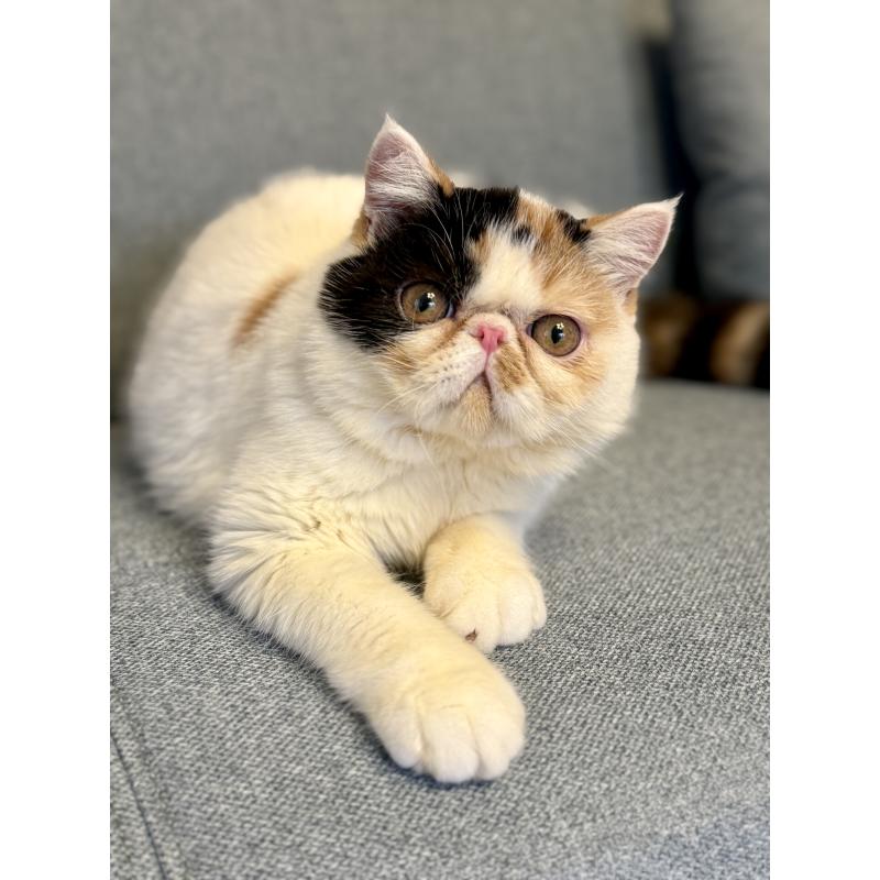 成約済の兵庫県のエキゾチックショートヘア-121536の2枚目