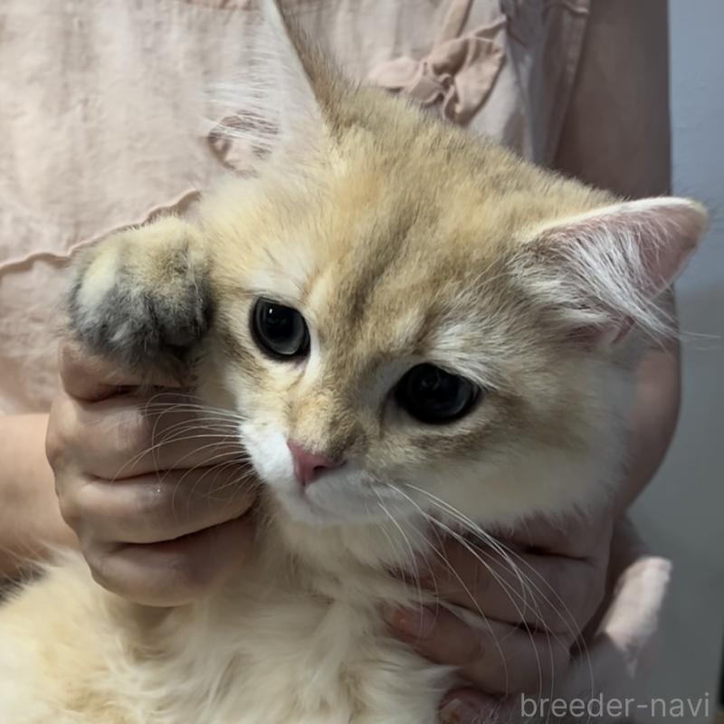 販売中の兵庫県のブリティッシュロングヘア-114144の4枚目